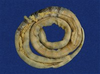 黃唇青斑海蛇藏品圖，第11張